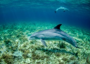 Échouages de dauphins : pourquoi ces vétérinaires se forment-ils à Quimper ?