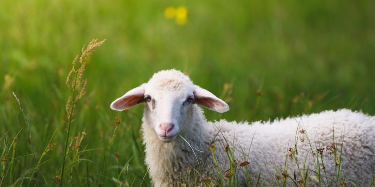 Insolite - un mouton saute d'une voiture, échappe aux gendarmes et fait arrêter un train