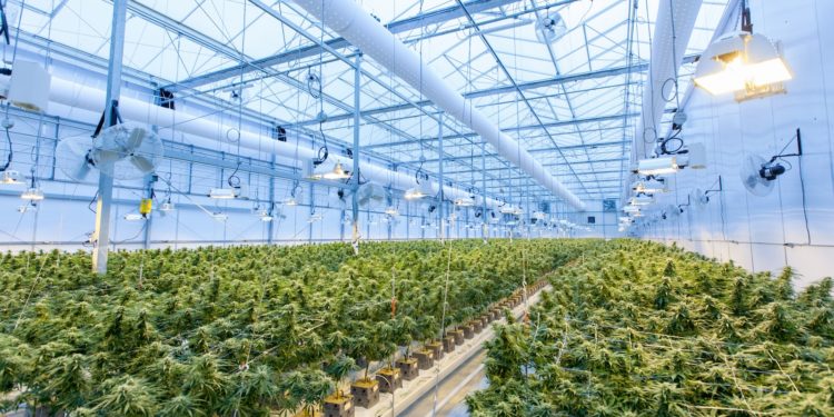 Les frères géraient une plantation de 800 pieds de cannabis