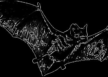 La nuit de la chauve souris aura lieu le 25 août dans la Val d'Azun