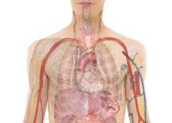 Comment le corps humain réagit à la canicule