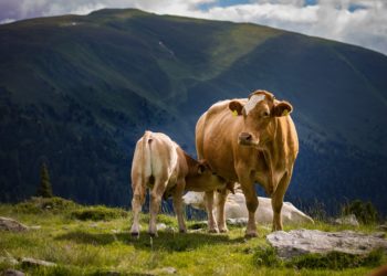 Une femme blessée en tentant d'échapper à la charge d'une vache secteur Gavarnie