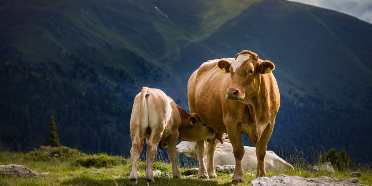 Une femme blessée en tentant d'échapper à la charge d'une vache secteur Gavarnie