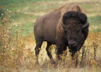 Des chevaux et des bisons utilisés pour lutter contre les feux de forêt
