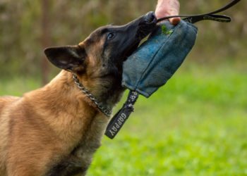 Comment la gendarmerie recrute ses chiens qui seront formés dans la région