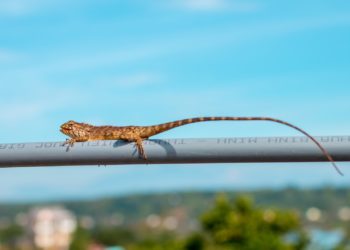 Retour des fortes chaleurs, nuage de sable à quoi s'attendre à Tarbes