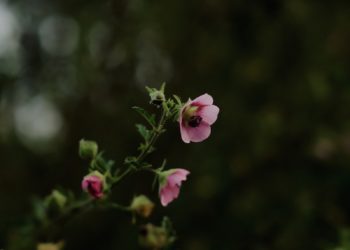 Des fleurs aux teintes éclatantes aux feuillages envoûtants, découvrez comment prolonger la magie de l'été dans votre jardin avec ces 10 plantes d'automne.