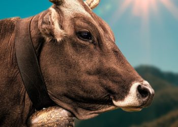 3 nouveaux foyers de maladie hémorragique épizootique dans les Pyrénées