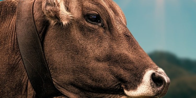 3 nouveaux foyers de maladie hémorragique épizootique dans les Pyrénées