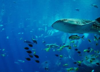 Une saison des baleines "exceptionnelle" sur l'île de La Réunion,
