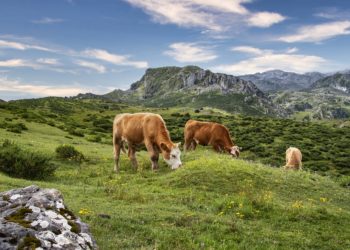 Foyer de maladie hémorragique épizootique dans les Hautes Pyrénées, inquiétudes chez les éleveurs