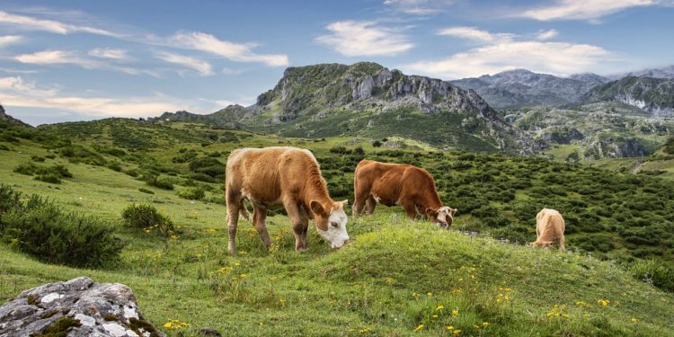 Foyer de maladie hémorragique épizootique dans les Hautes Pyrénées, inquiétudes chez les éleveurs