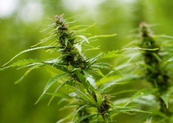 En hélicoptère les gendarmes repèrent un champs de cannabis