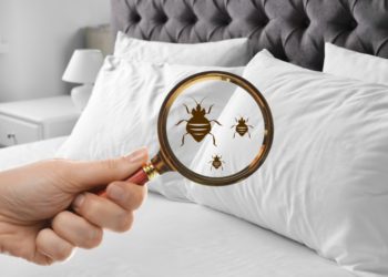 2 conseils pour faire face aux punaises de lit