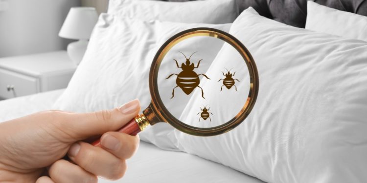 2 conseils pour faire face aux punaises de lit