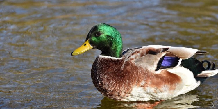 Peu de pluies, une hausse des températures, du vent, la météo de la semaine à Tarbes