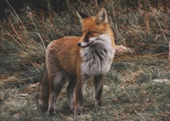 A la découverte des animaux nocturnes des Pyrénées