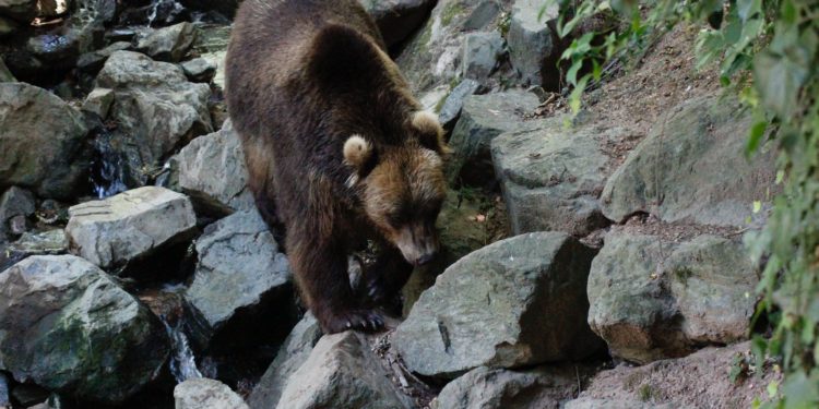 Réunion Ours à la préfecture de Toulouse, pourquoi les associations ont refusé d'y participer