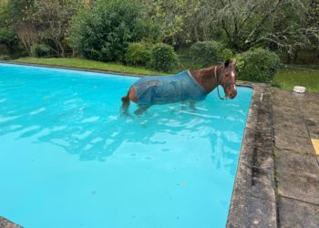 Les pompiers sauvent un cheval tombé dans une piscine