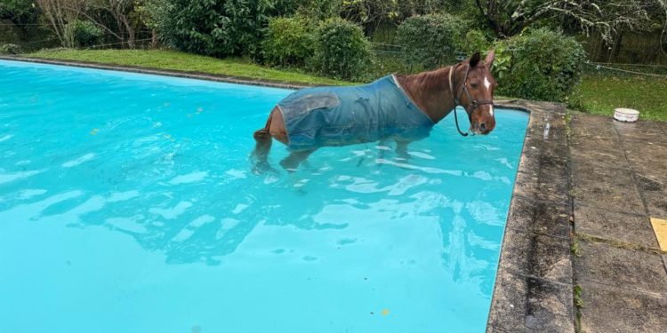 Les pompiers sauvent un cheval tombé dans une piscine