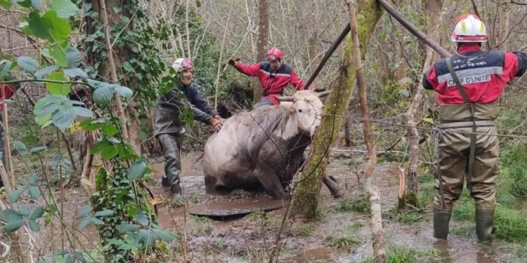 A Poueyferré 3 heures pour sauver une vache prise dans le marécage