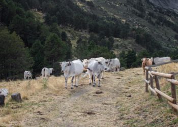La transhumance devient patrimoine mondial de l'humanité inscrite à l'UNESCO