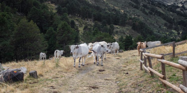 La transhumance devient patrimoine mondial de l'humanité inscrite à l'UNESCO