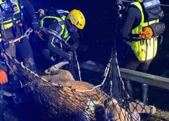 à Gèdre, 16 pompiers mobilisés pour sauver une vache tombée dans le Gave