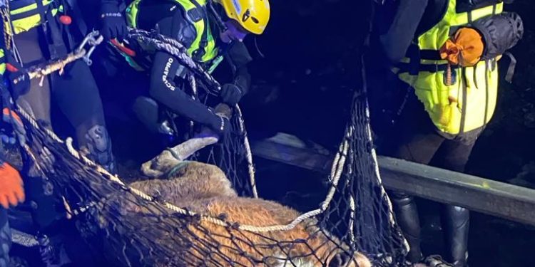 à Gèdre, 16 pompiers mobilisés pour sauver une vache tombée dans le Gave
