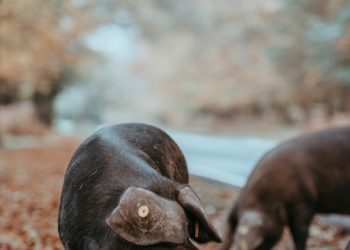 Saint Lary célèbre le Porc Noir de Bigorre ce samedi