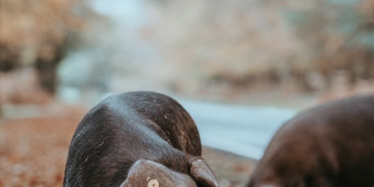 Saint Lary célèbre le Porc Noir de Bigorre ce samedi