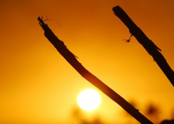 Température : record battu pour un mois de janvier à Tarbes