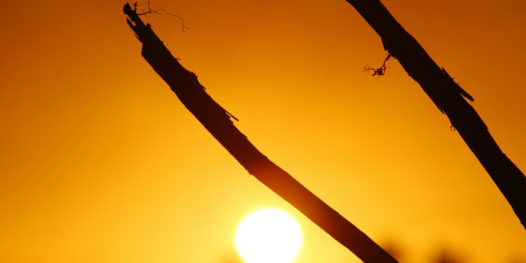 Température : record battu pour un mois de janvier à Tarbes