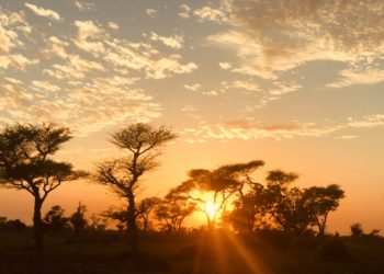 48,8°C en Italie nouveau record de température en Europe continentale