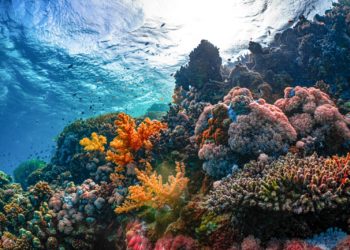 Une réunion du dénommé « Parlement mondial de l'environnement » s'est ouverte lundi à Nairobi, au Kenya, sur un appel clair à une action mondiale plus forte pour faire face à la « triple crise planétaire » du changement climatique, de la perte de la nature et de la pollution. Plus de 6.000 délégués de 182 pays participent à la sixième session de l'Assemblée des Nations Unies pour l'environnement (ANUE6), qui se déroule jusqu'à vendredi. Les délégués sont réunis dans la capitale kenyane alors que le changement climatique s'intensifie, qu'un million d'espèces sont menacées d'extinction et que la pollution reste l'une des principales causes de décès prématurés dans le monde. « Nous avons tous ressenti et vu les effets du changement climatique : chaleur accablante, tempêtes intenses, disparition de la nature et des espèces, sols dégradés, air sale et mortel, océans remplis de déchets plastiques et bien plus encore », a déclaré la Directrice exécutive du Programme des Nations Unies pour l'environnement (PNUE), Inger Andersen, s’adressant à la presse. Bien que ces effets touchent plus durement les personnes pauvres et vulnérables, qui en sont les moins responsables, personne n'est à l'abri, a-t-elle ajouté.