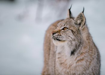 Vive émotion après la mort du Lynx Yura au Parc animalier d'Argelés Gazost