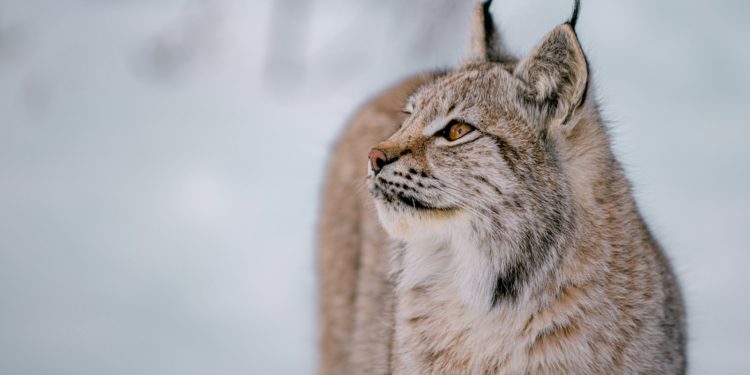 Vive émotion après la mort du Lynx Yura au Parc animalier d'Argelés Gazost