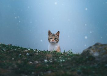 Un chat bloqué 12 jours sur un toit