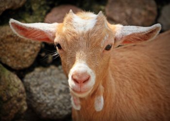 Agriculture : quand vivre de son métier devient impossible