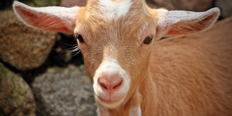 Agriculture : quand vivre de son métier devient impossible