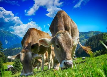 Agriculteurs en colère, la Confédération Paysanne plaide à Tarbes pour une nouvelle PAC