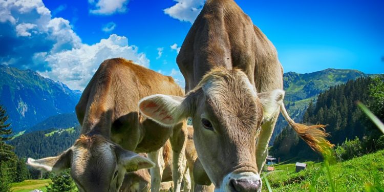 Agriculteurs en colère, la Confédération Paysanne plaide à Tarbes pour une nouvelle PAC