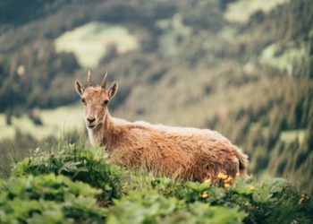 Une quinzaine de bouquetins ibériques vont être lâchés en vallée d'Aure