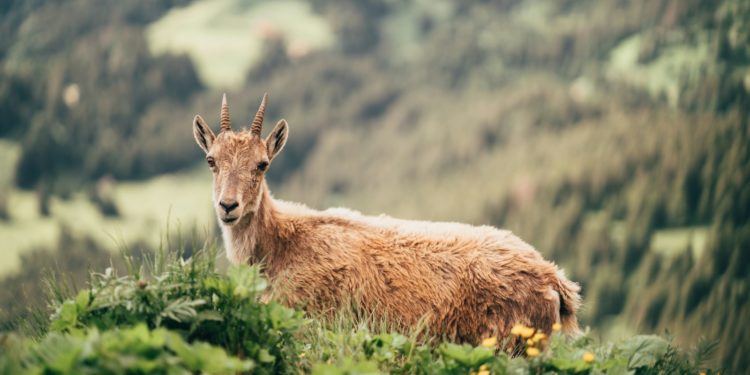 Une quinzaine de bouquetins ibériques vont être lâchés en vallée d'Aure