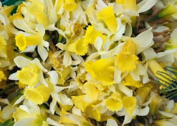 Gelées, averses, chaleurs, quelle météo à Tarbes après l'offensive de l'hiver