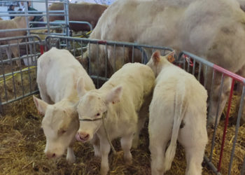 Salon de l'agriculture de Tarbes, le programme du dernier jour