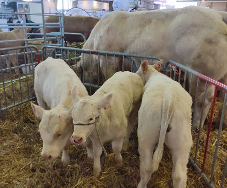 Salon de l'agriculture de Tarbes, le programme du dernier jour