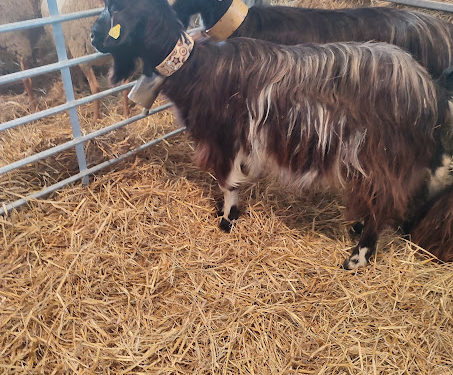 Le salon Agricole de Tarbes 2025 est ouvert : toutes nos photos