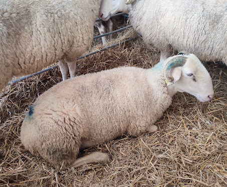 Le salon Agricole de Tarbes 2025 est ouvert : toutes nos photos