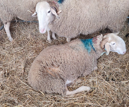 Le salon Agricole de Tarbes 2025 est ouvert : toutes nos photos